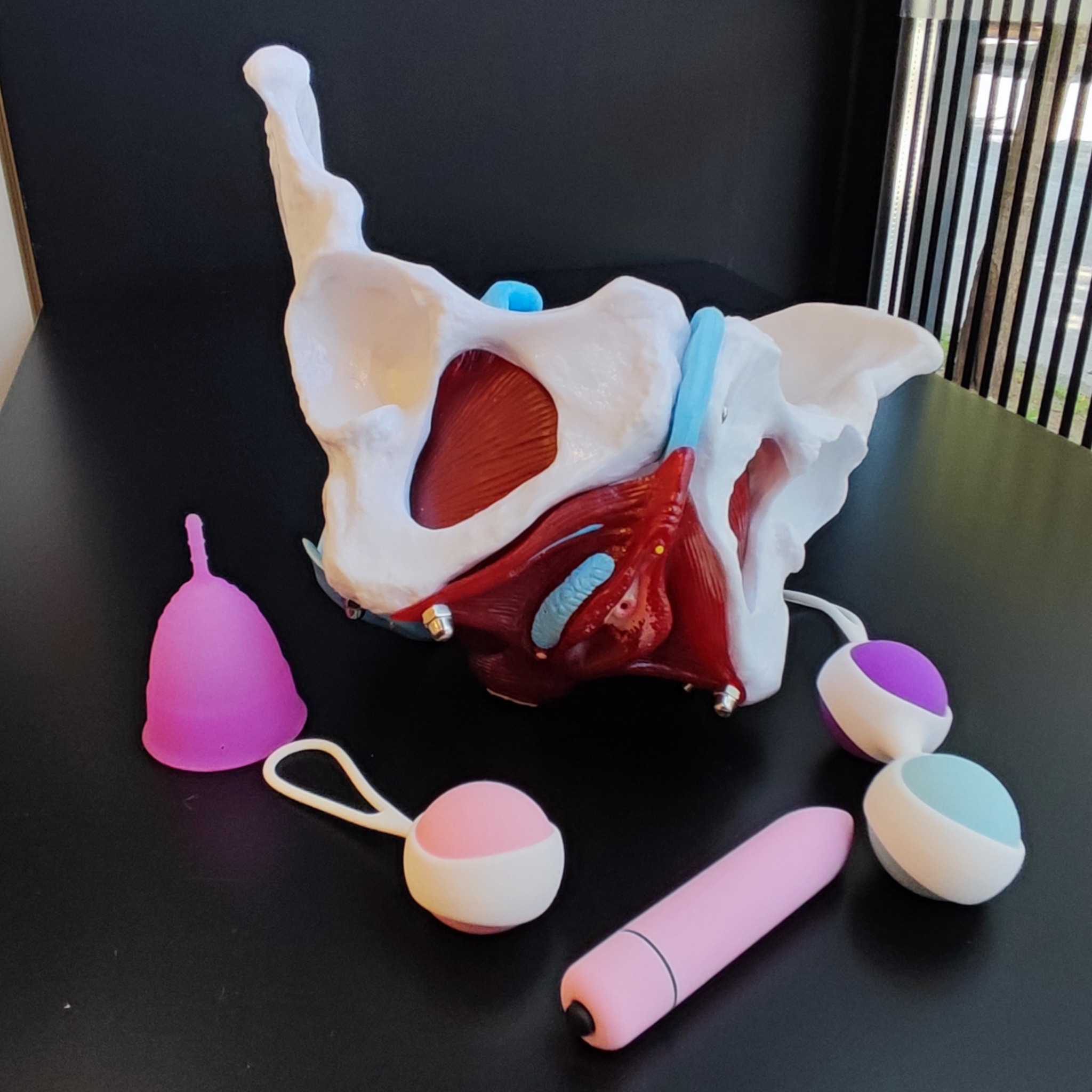 Model anatòmic de la pelvis i material per al treball del sòl pelvià